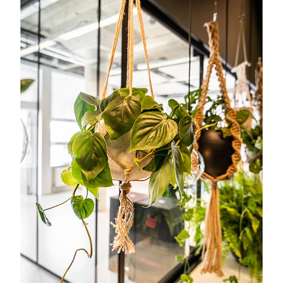 Bloempothanger Macrame D.10/H.110cm Bruin 12/ds 3 Bloempothanger Macrame D.10/H.110cm Bruin 12/ds - Afbeelding 3