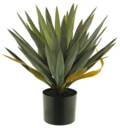 Yucca In Pot Groen 50cm 4/ds