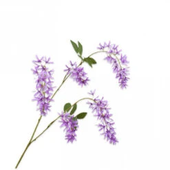 Wisteria Tak 101cm Lavend 12/ds