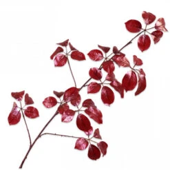 Bladtak 124cm Roze/rood 12/ds