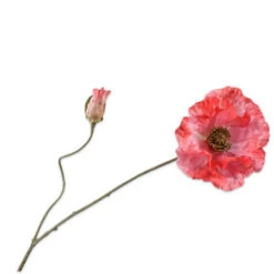 Steel Klaproos 75cm Beauty/wit 24/ds