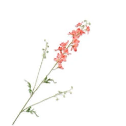 Tak Delphinium 101cm Zalm 24/ds