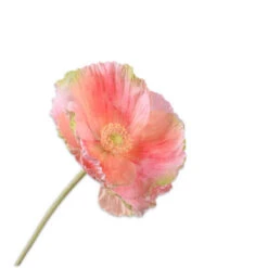 Steel Klaproos 73cm Perzik 24/ds