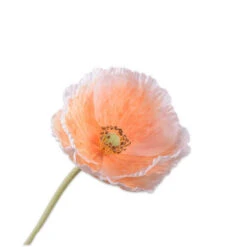 Steel Klaproos 73cm Lichtgeel 24/ds