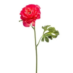 Emerald Ranonkel Spray 61cm Beauty 12/ds