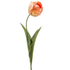 Emerald Tulp Hillegom Spray 56cm Perzik 24/ds