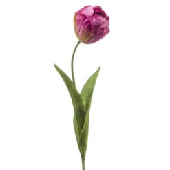 Emerald Tulp Hillegom Spray 56cm Paars 24/ds