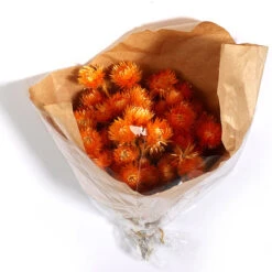 Bos Kaapsbloemen 40cm Oranje (ca 35 Bloemen)