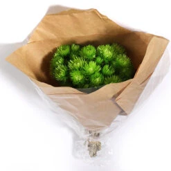 Bos Kaapsbloemen 40cm Limoen Groen (ca 35 Bloemen)