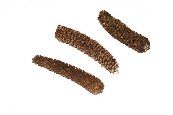 Dennenappels Geraspeld 5kg 1 Dennenappels Geraspeld 5kg