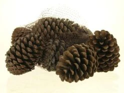 Pinus Maritima 12st/net Naturel