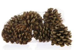Pinus Pinea 12st/net Naturel