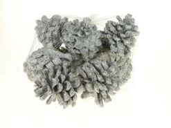 Pinus Pinea 12st/net White Wash