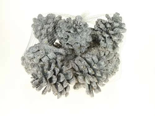 Pinus Pinea 12st/net White Wash 1 Pinus Pinea 12st/net White Wash