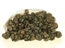 Pinus Cipressus 1kg/net Naturel