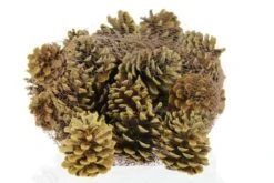Pinus Nigra 1kg/net Naturel
