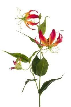 Emerald Tak Gloriosa Beauty 75cm Geel