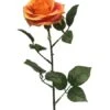 Roos Dijon 64cm Oranje