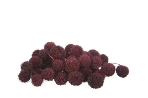 Plataanballetjes Bordeaux 250gr/zak 1 Plataanballetjes Bordeaux 250gr/zak