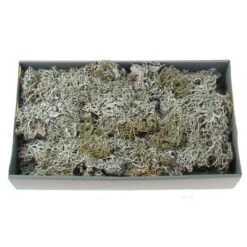 Mos White Wash/grijs 500gr