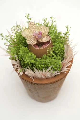 Pot Redstone D.10/H.12cm 2 Pot Redstone D.10/H.12cm - Afbeelding 2