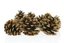 Dennenappel 5-8 Cm Naturel 10kg