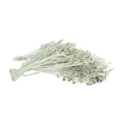 Palm Fun White Wash 5st