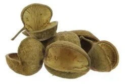 Boeddha Noot Naturel 10st