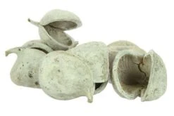 Boeddha Noot White Wash 10st