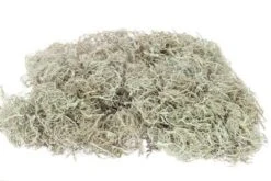 Curly Mos White Wash 500gr