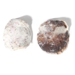 Schelp Placuna Placenta 1kg