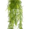 Emerald Hangplant Asparagus Plumosus 6st