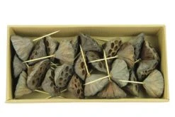 Lotus 5-7cm Op 7cm Draad Naturel 25/dsj