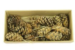 Strobus Op 7cm Draad Naturel 20/dsj