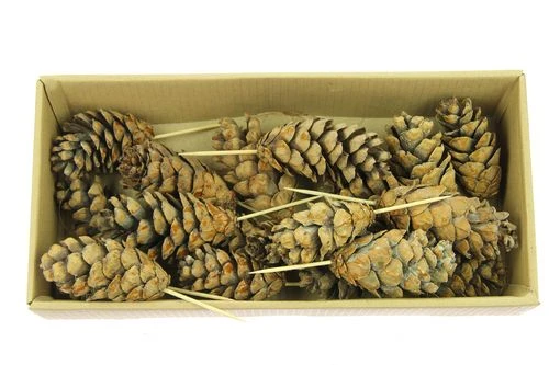 Strobus Op 7cm Draad Naturel 20/dsj 1 Strobus Op 7cm Draad Naturel 20/dsj