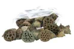 Lotus 3-5cm Naturel 100st