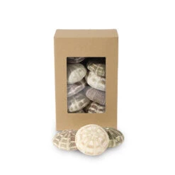 Alfonso Urchin à 12 Stuks