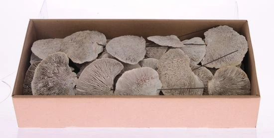 Zwam Op Draad 10cm White Wash 40/dsj 1 Zwam Op Draad 10cm White Wash 40/dsj