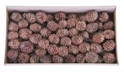 Glabrum Op Draad 10cm White Wash 65st