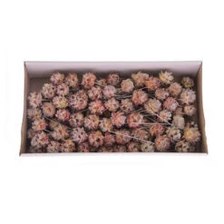 Pubescens Op Draad 10cm Naturel 100st