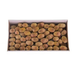 Sabulosum Op Draad 10cm Naturel 100st