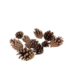 Silvester Cone Naturel 5kg