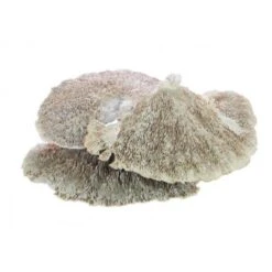 Sponge Mushroom 18-25cm White Wash 1 Kg