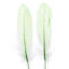 Veren 18-20cm Groen 50st