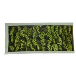 Brunia Groen Frosted 35st