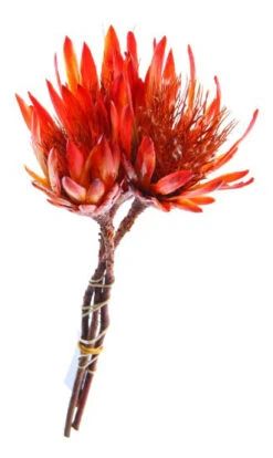 Tak Protea Repens Rood 3st