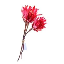 Tak Protea Repens Roze 3st