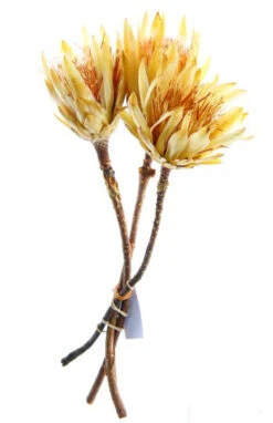 Tak Protea Repens Crème 3st