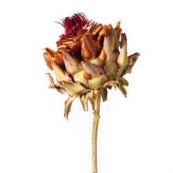 Bloem Artisjok Klein Naturel 3st