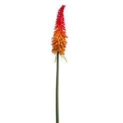 Emerald Tak 85cm Kniphofia Oranje